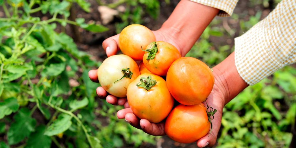 farmers-tomatoes-in-hands